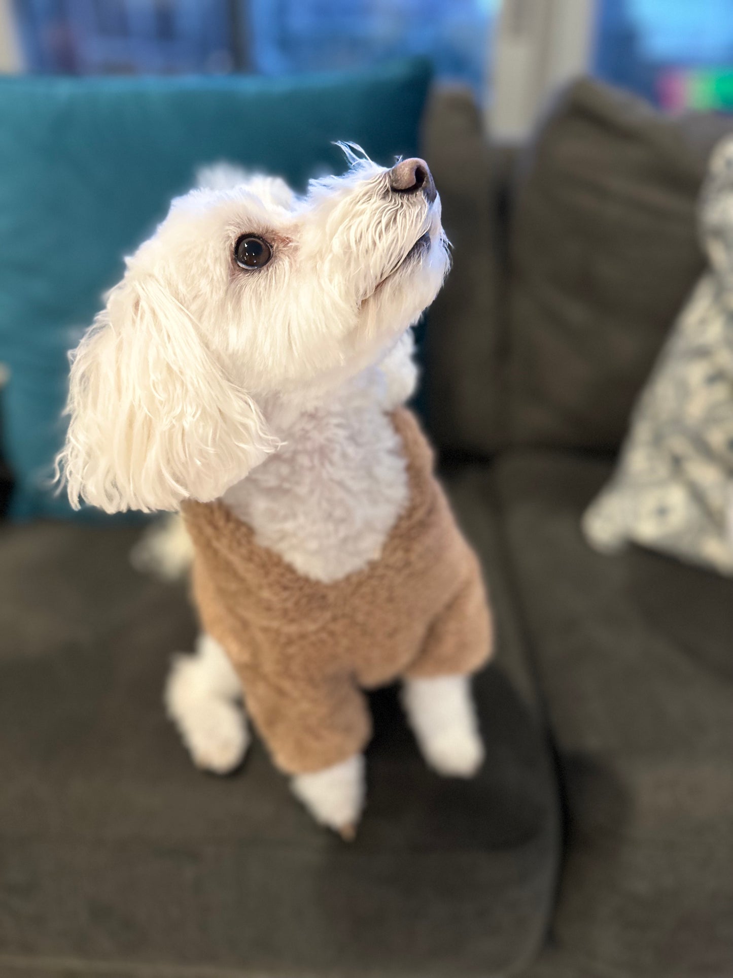 Beary-Bum Dog Hoodie